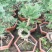 澳洲杉盆栽福建漳州花卉