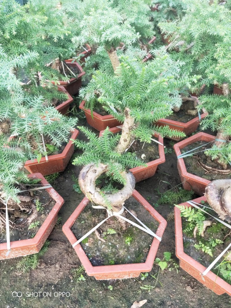 澳洲杉盆栽福建漳州花卉