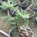 澳洲杉盆栽福建漳州花卉