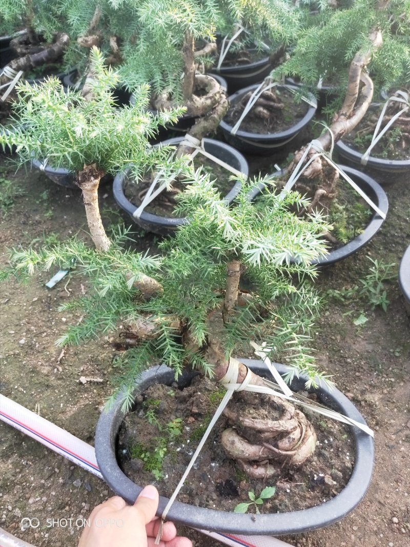澳洲杉盆栽福建漳州花卉