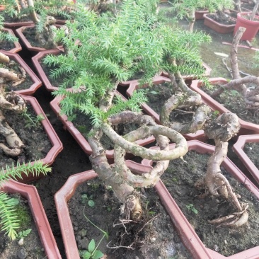 澳洲杉盆栽福建漳州花卉