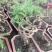 澳洲杉盆栽福建漳州花卉