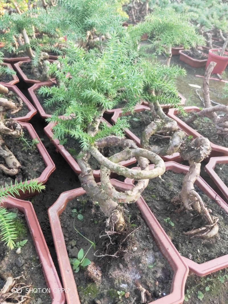 澳洲杉盆栽福建漳州花卉