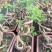 澳洲杉盆栽福建漳州花卉