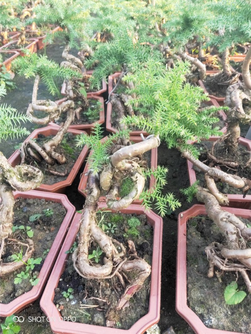 澳洲杉盆栽福建漳州花卉