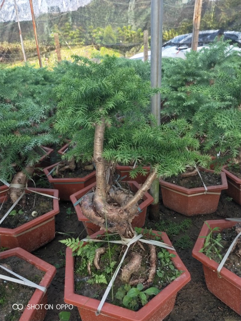澳洲杉盆栽福建漳州花卉