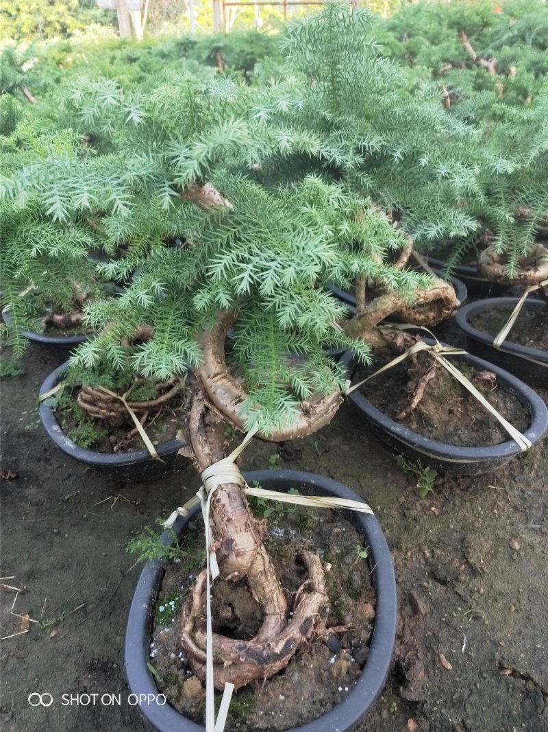 澳洲杉盆栽福建漳州花卉