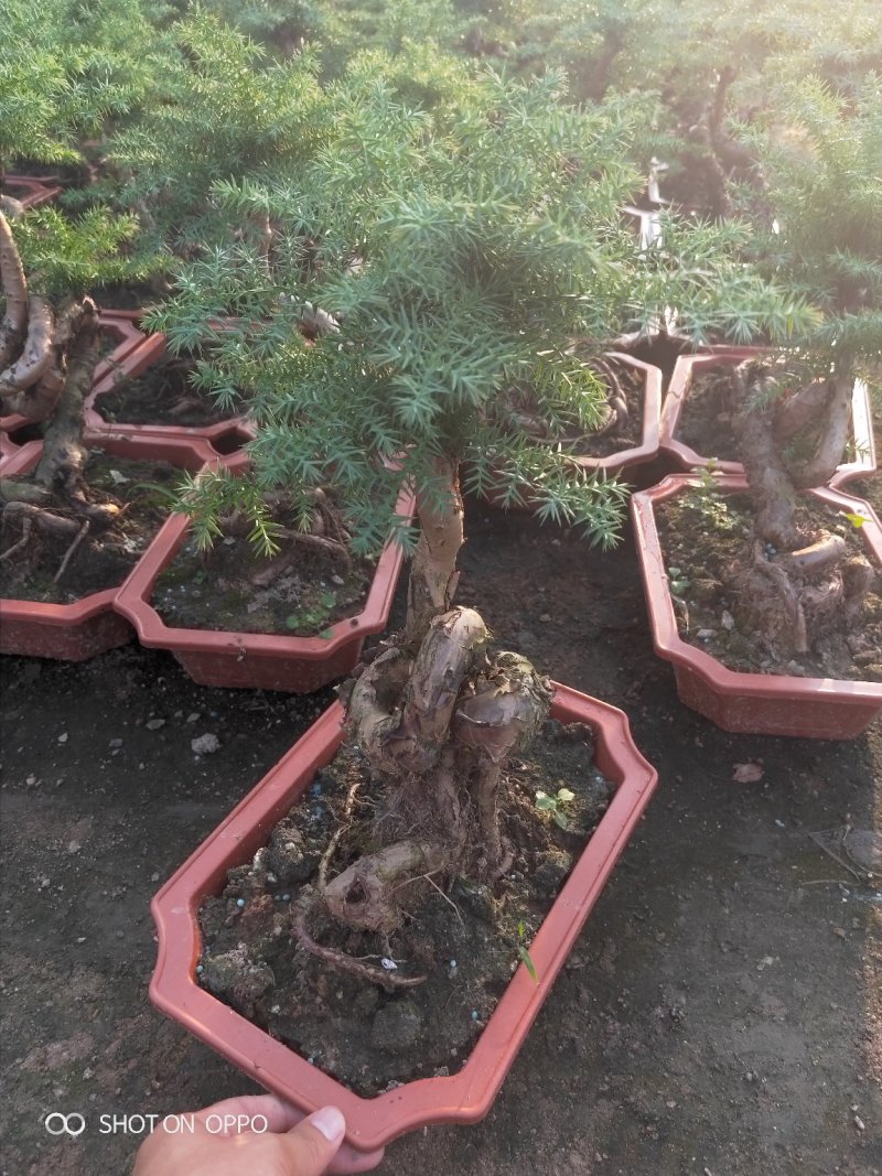澳洲杉盆栽福建漳州花卉