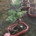 澳洲杉盆栽福建漳州花卉