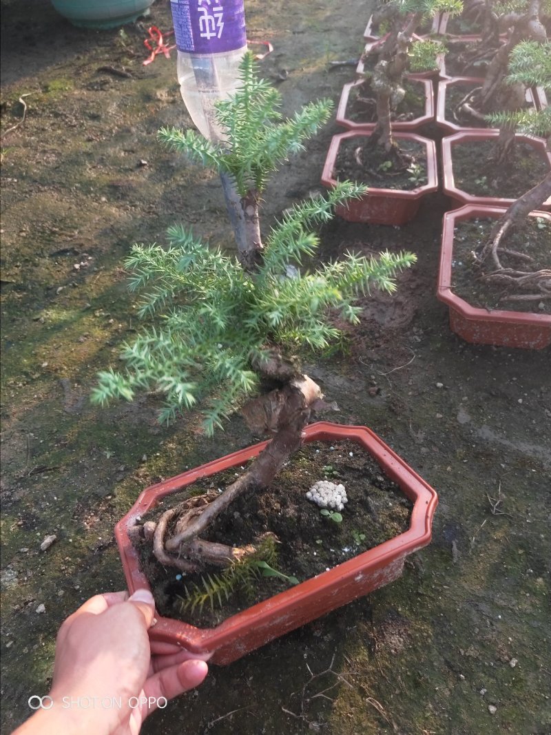 澳洲杉盆栽福建漳州花卉
