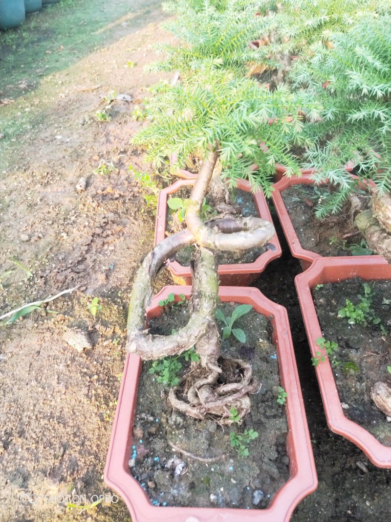 澳洲杉盆栽福建漳州花卉