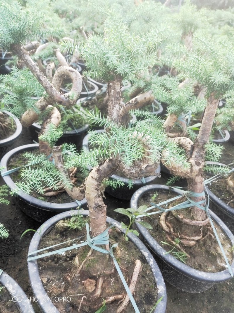 澳洲杉盆栽福建漳州花卉