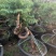 澳洲杉盆栽福建漳州花卉