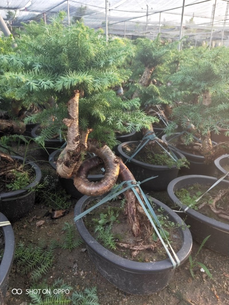 澳洲杉盆栽福建漳州花卉