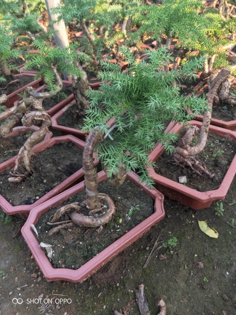 澳洲杉盆栽福建漳州花卉