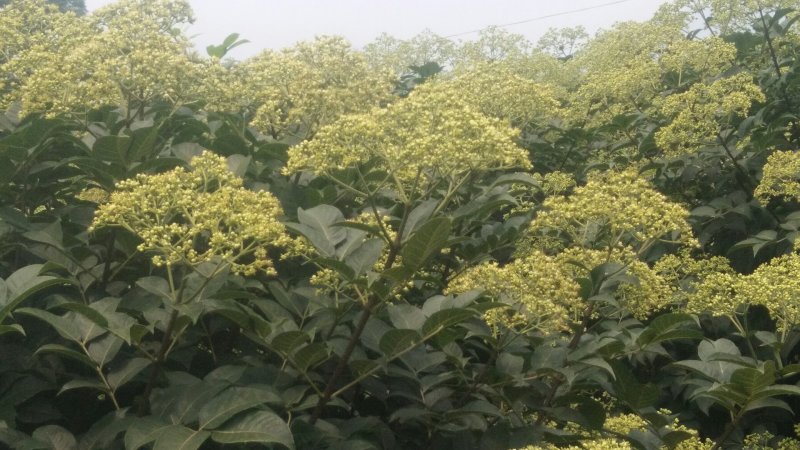 优育，精选，无病毒，高产吴茱萸苗，包技术跟踪指导，