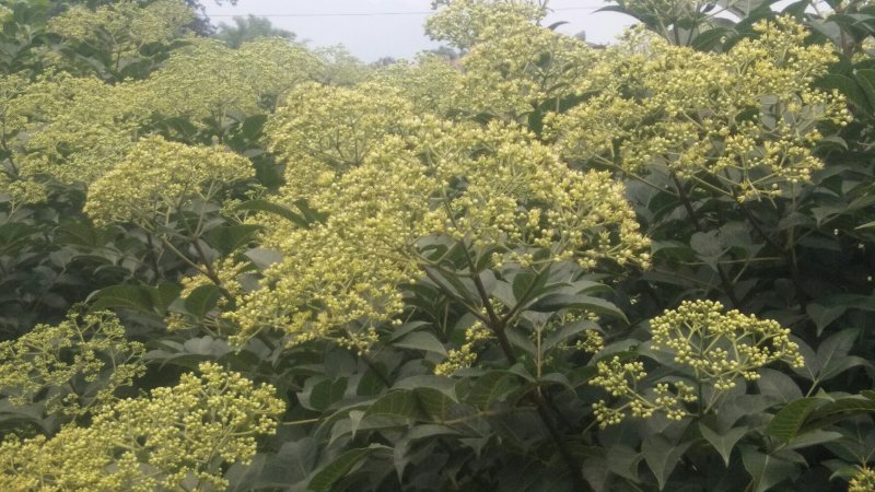 优育，精选，无病毒，高产吴茱萸苗，包技术跟踪指导，