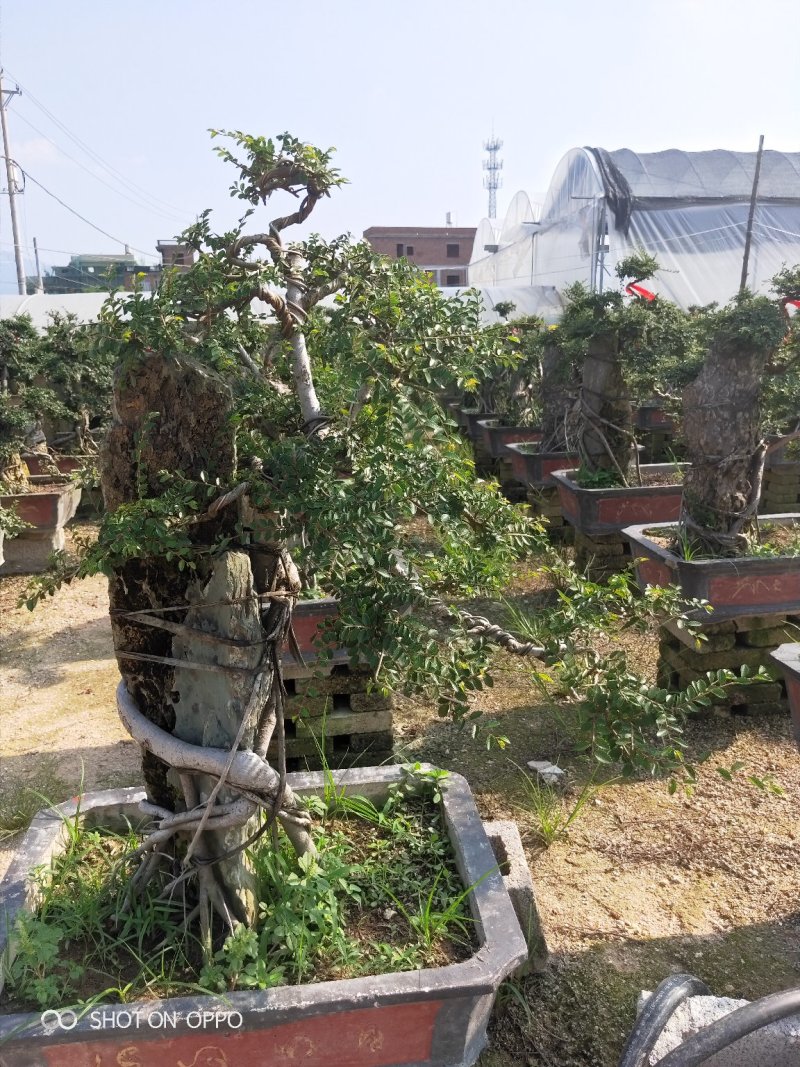 抱石榆树福建漳州花卉提根榆树福建漳州造型基地