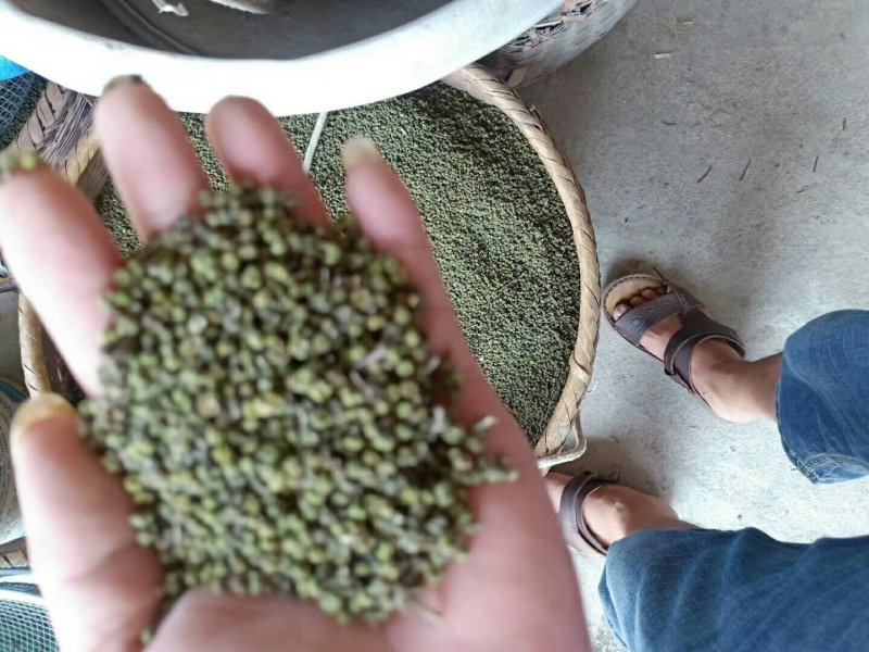 优育，精选，无病毒，高产吴茱萸苗，包技术跟踪指导，