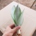 白玉兰虎皮兰虎尾兰福建漳州花卉盆栽基地批发