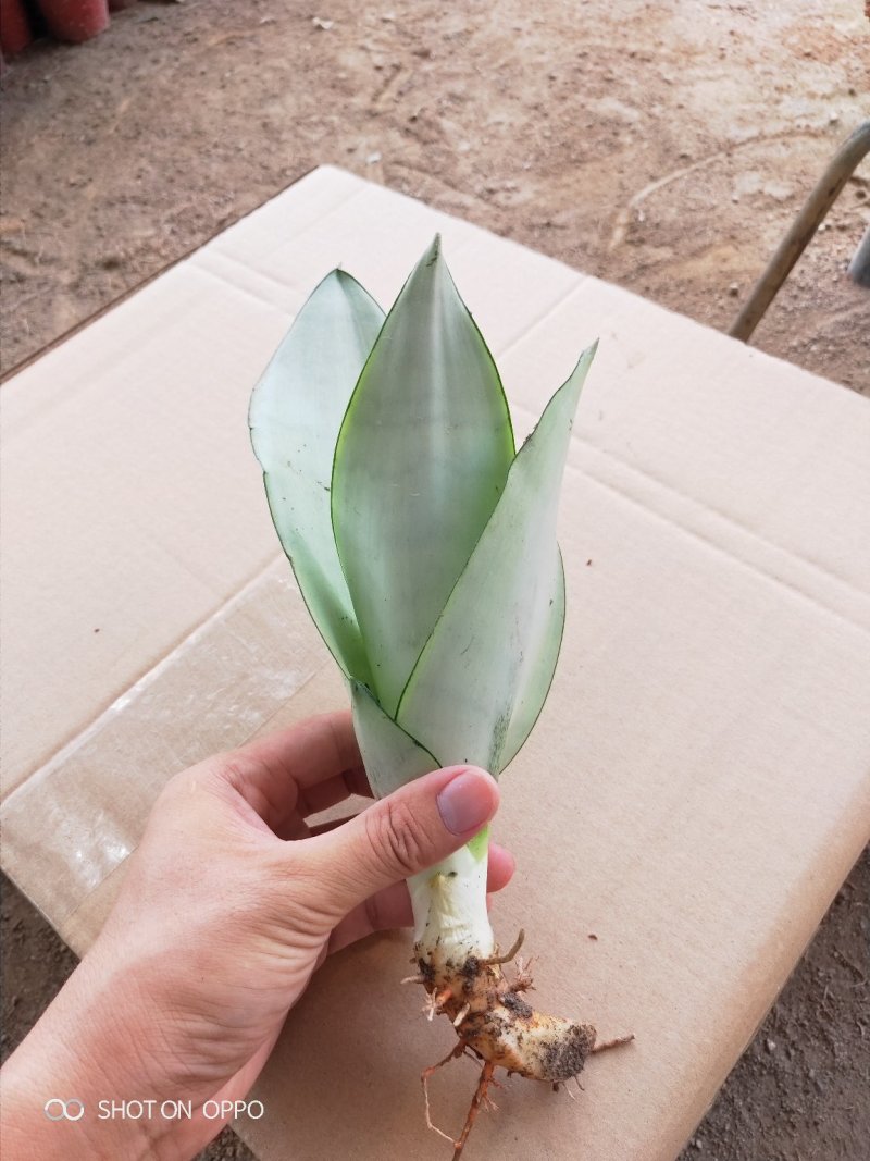 白玉兰虎皮兰虎尾兰福建漳州花卉盆栽基地批发