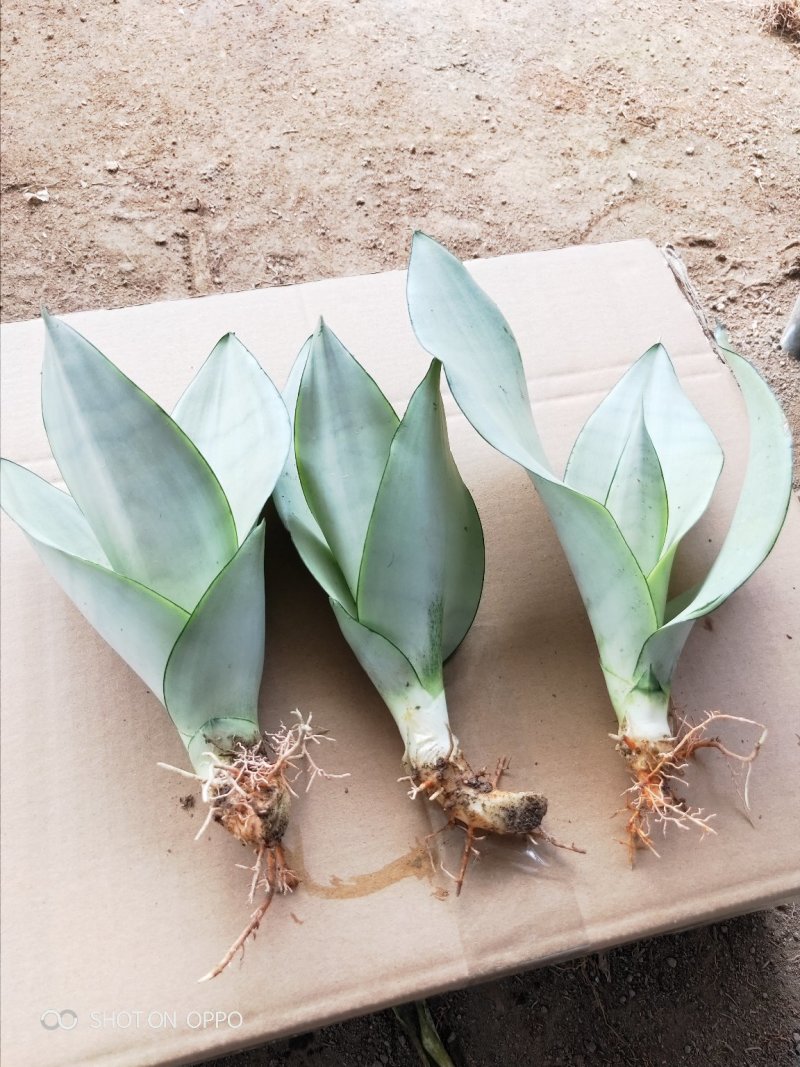 白玉兰虎皮兰虎尾兰福建漳州花卉盆栽基地批发