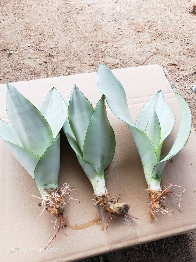 白玉兰虎皮兰虎尾兰福建漳州花卉盆栽基地批发