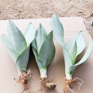 白玉兰虎皮兰虎尾兰福建漳州花卉盆栽基地批发
