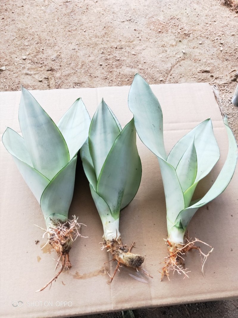白玉兰虎皮兰虎尾兰福建漳州花卉盆栽基地批发