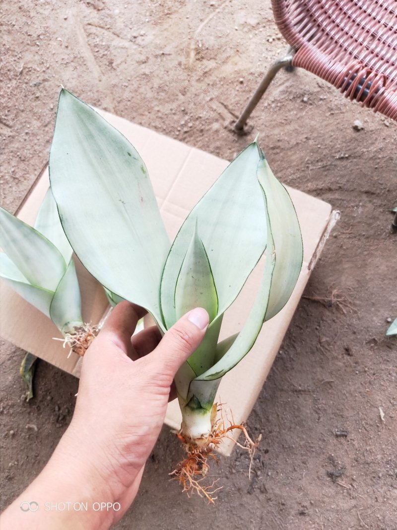 白玉兰虎皮兰虎尾兰福建漳州花卉盆栽基地批发