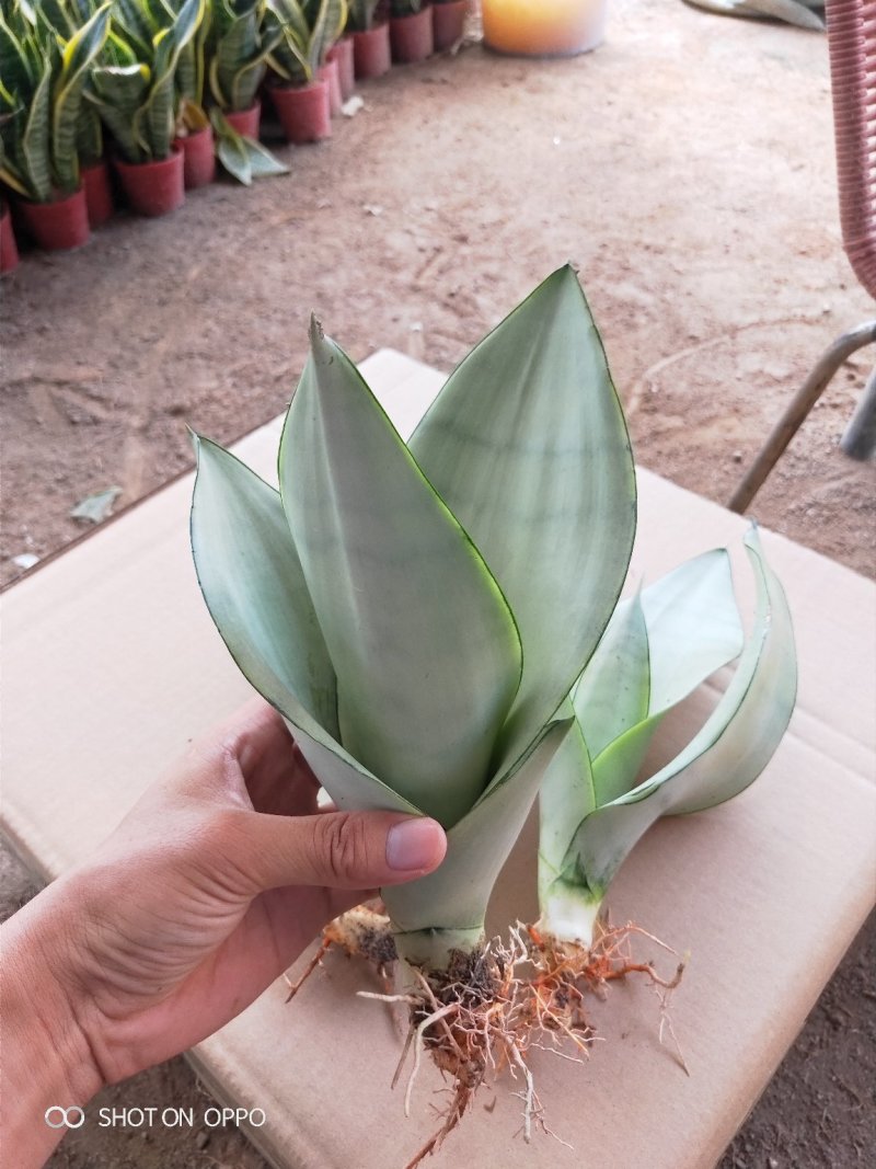 白玉兰虎皮兰虎尾兰福建漳州花卉盆栽基地批发