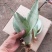 白玉兰虎皮兰虎尾兰福建漳州花卉盆栽基地批发