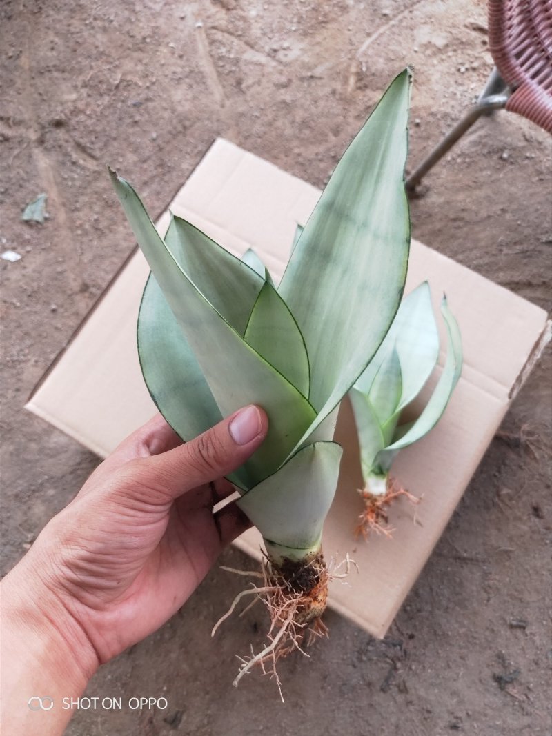 白玉兰虎皮兰虎尾兰福建漳州花卉盆栽基地批发