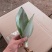 白玉兰虎皮兰虎尾兰福建漳州花卉盆栽基地批发