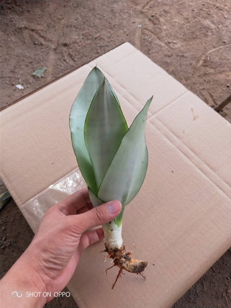 白玉兰虎皮兰虎尾兰福建漳州花卉盆栽基地批发