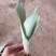 白玉兰虎皮兰虎尾兰福建漳州花卉盆栽基地批发