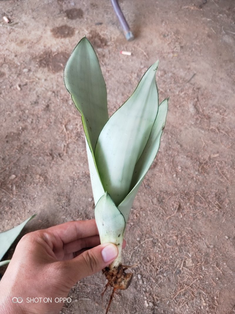 白玉兰虎皮兰虎尾兰福建漳州花卉盆栽基地批发