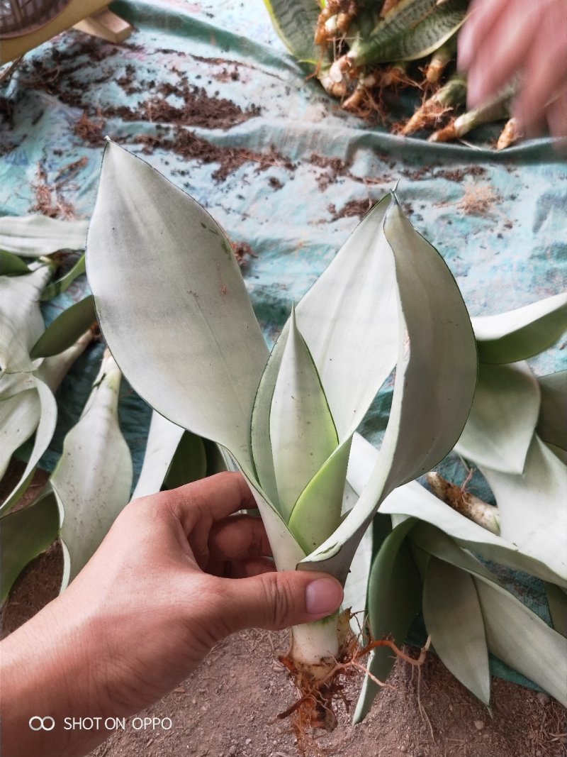 白玉兰虎皮兰虎尾兰福建漳州花卉盆栽基地批发