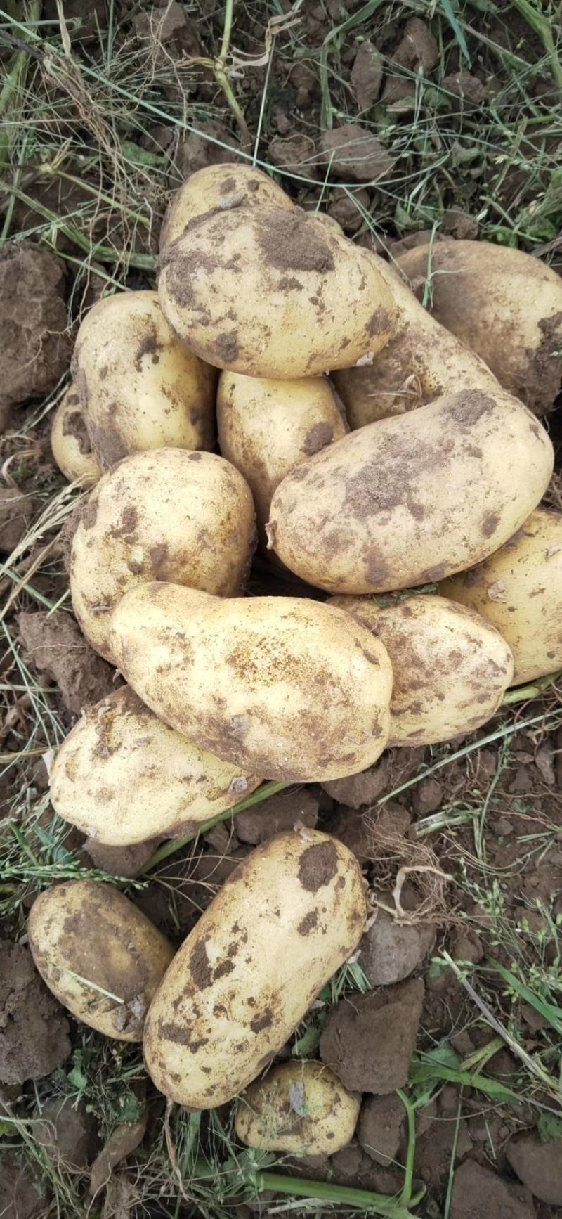内蒙土豆榆林土豆大量现货供应品种齐全，山东肥城冷库发库