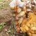 内蒙土豆榆林土豆大量现货供应品种齐全，山东肥城冷库发库