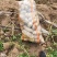 内蒙土豆榆林土豆大量现货供应品种齐全，山东肥城冷库发库