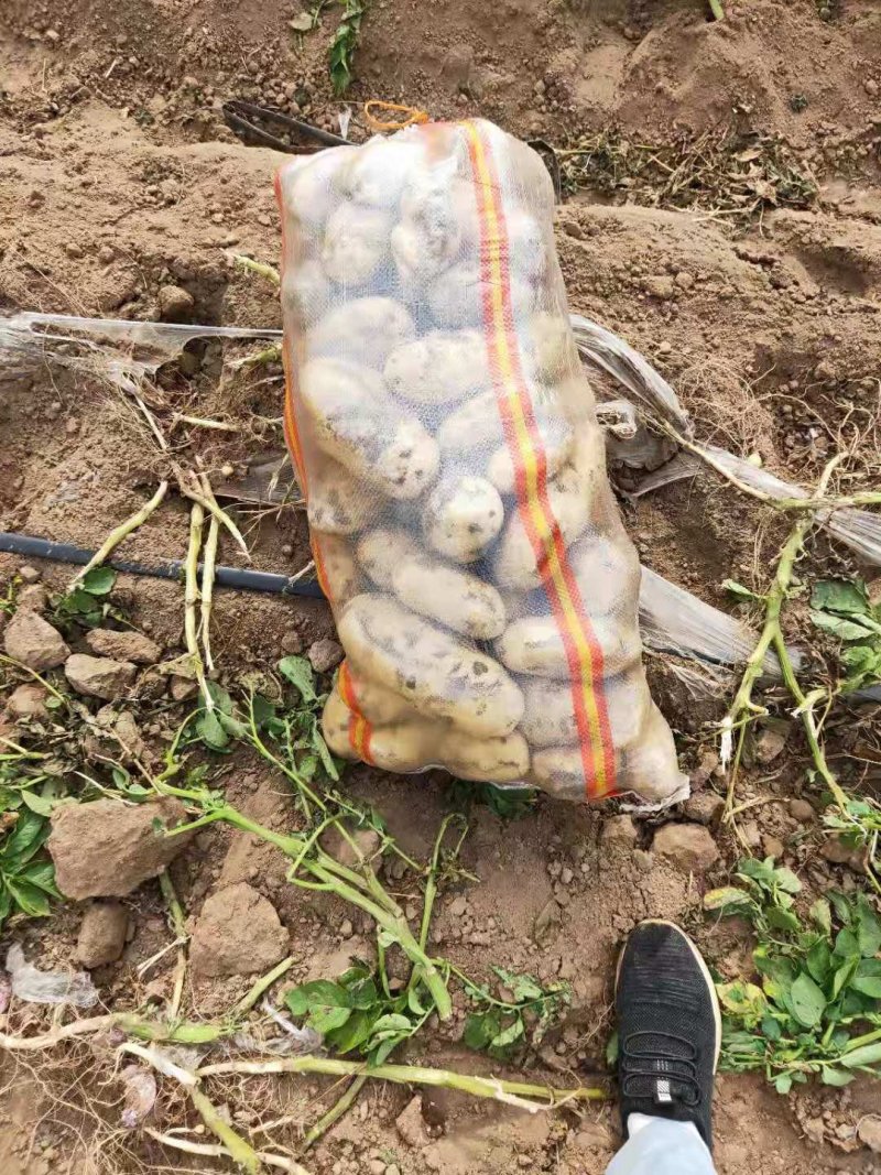 内蒙土豆榆林土豆大量现货供应品种齐全，山东肥城冷库发库