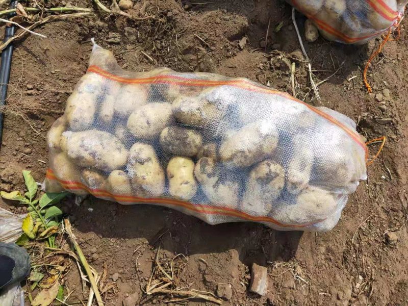 内蒙土豆榆林土豆大量现货供应品种齐全，山东肥城冷库发库