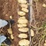 内蒙土豆榆林土豆大量现货供应品种齐全，山东肥城冷库发库