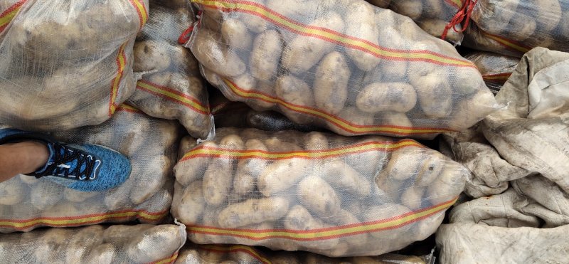 内蒙土豆榆林土豆大量现货供应品种齐全，山东肥城冷库发库