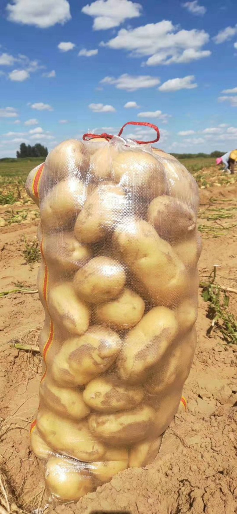 内蒙土豆榆林土豆大量现货供应品种齐全，山东肥城冷库发库