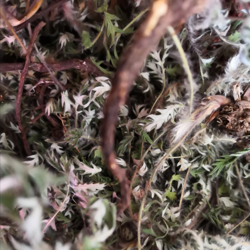2023新货翻白草全棵翻白草叶青