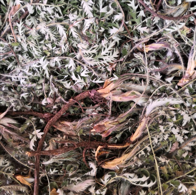 2023新货翻白草全棵翻白草叶青