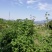 覆盆子掌叶覆盆子高山纯野生覆盆子高含量阳光晾晒