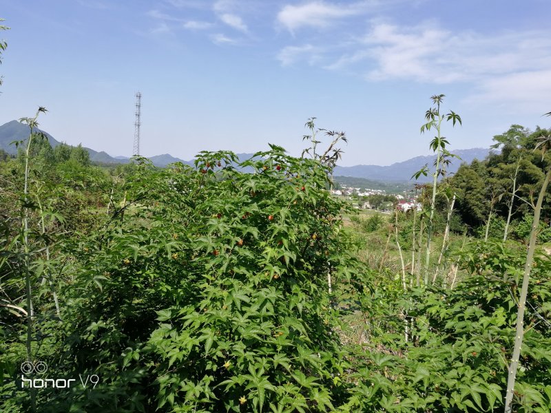 覆盆子掌叶覆盆子高山纯野生覆盆子高含量阳光晾晒